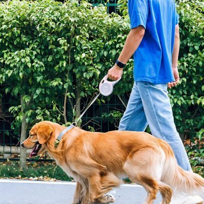 laisse enrouleur chien pour balade urbaine, frein a course courte pour securite Petdog™