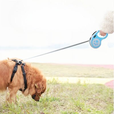 laisse enrouleur chien en action en exterieur, laisse tresse reflechissante pour securite Petdog™- Chien store