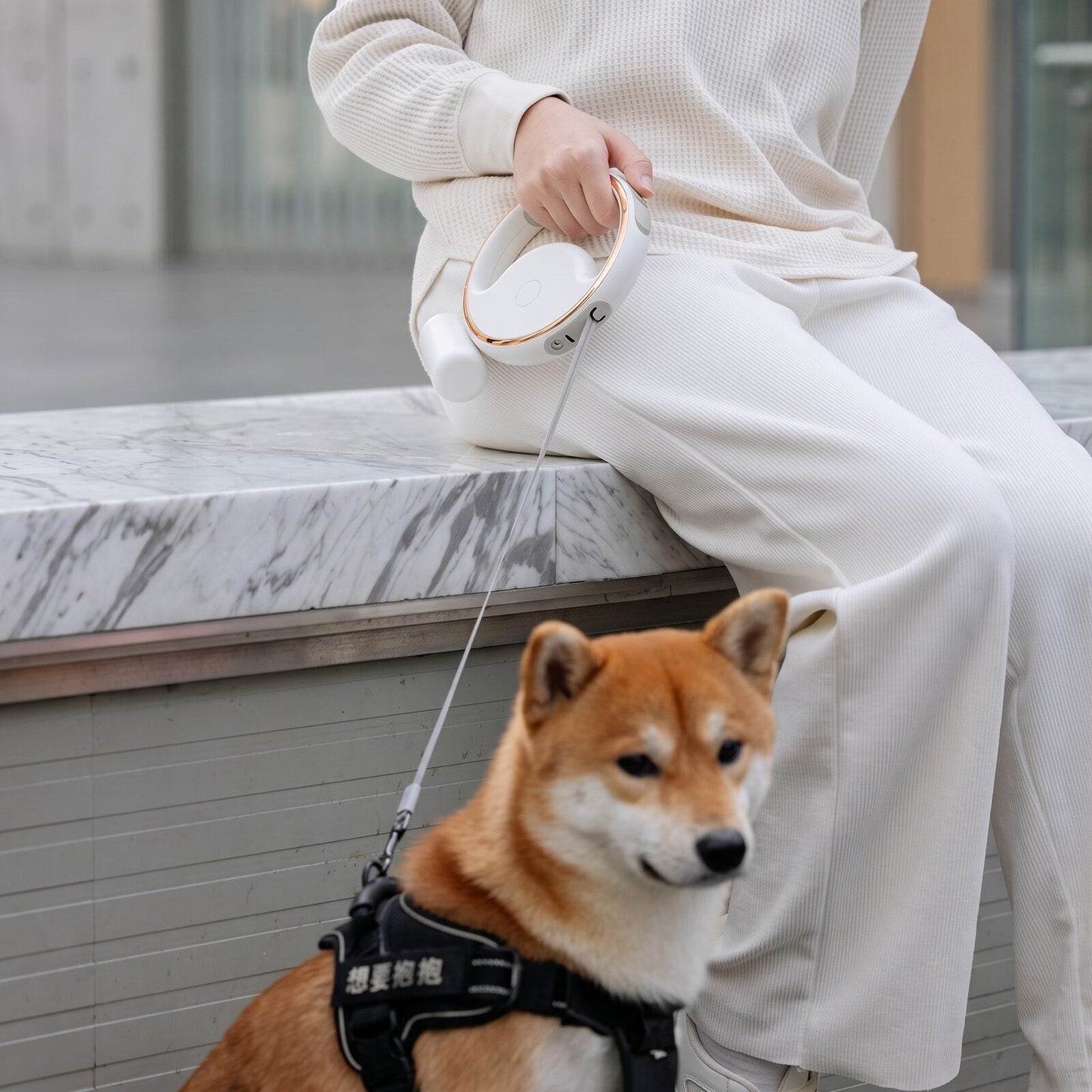 Shiba Inu en balade tenu avec la laisse enrouleur rechargeable pour chien GlowLoop