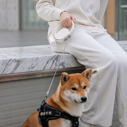 Shiba Inu en balade tenu avec la laisse enrouleur rechargeable pour chien GlowLoop