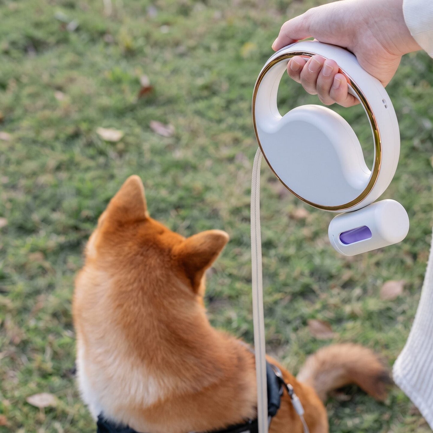 Shiba Inu assis dans l'herbe attaché à la laisse enrouleur rechargeable pour chien GlowLoop