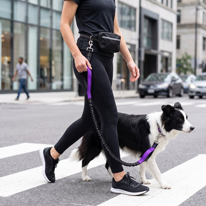 Femme traversant un passage piéton en ville avec un border collie, laisse mains libres pour chien ceinture et pochette violette