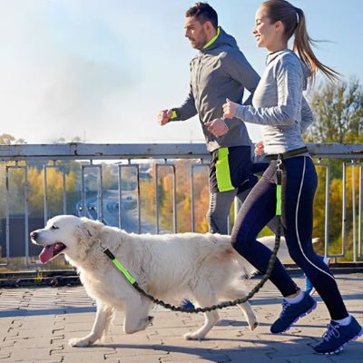 laisse mains libres pour chien haute visibilité jaune fluo pour running PawFree