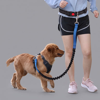 Chiot golden retriever sur fond gris studio, harnais et laisse mains libres bleus