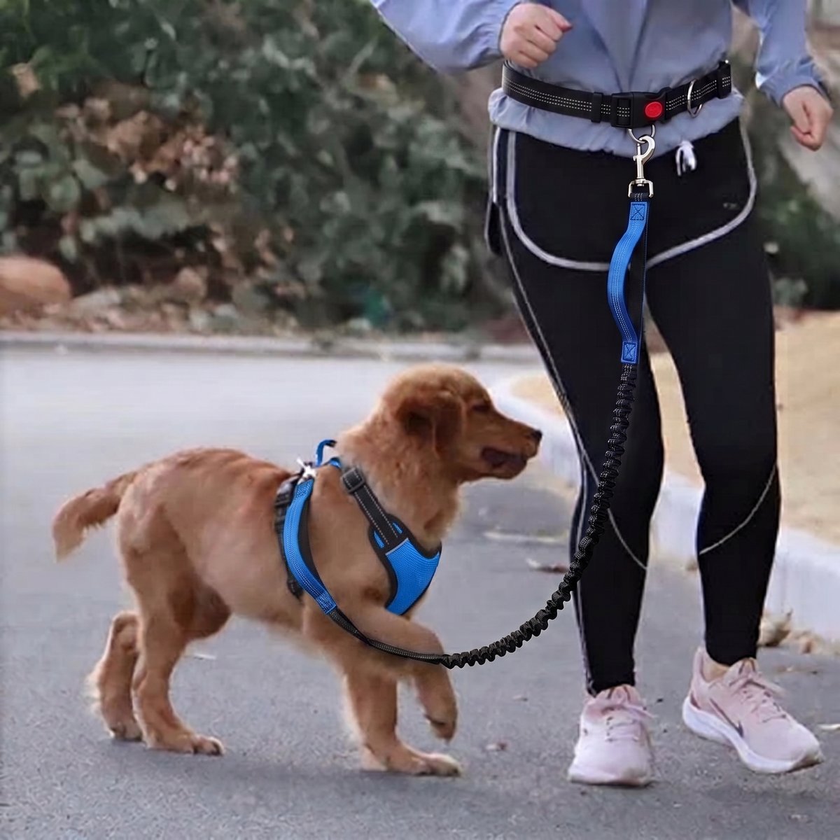 Chiot golden retriever en laisse sur un trottoir, harnais et laisse élastique bleus, ceinture mains libres noire