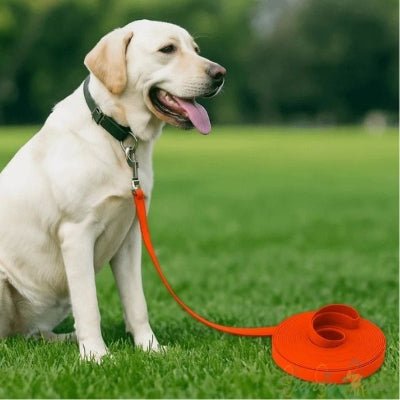 laisse pour chien biothane orange labrador promenade au parc