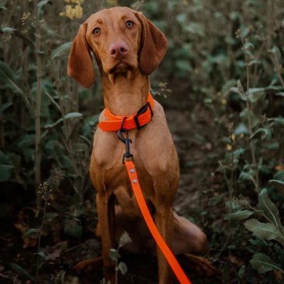 laisse pour chien biothane orange dressage et balade en pleine nature