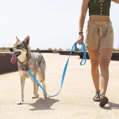 laisse pour chien biothane bleue promenade urbaine en plein air