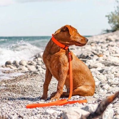 laisse pour chien biothane orange assis sur plage sécurité et liberté