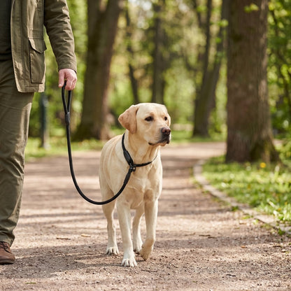 laisse pour chien en corde CordaWalk - coloris noir, labrador en promenade avec zoom sur le mousqueton