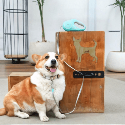 laisse pour chien enrouleur avec anneau lumineux, signalisation claire LiteWalk™