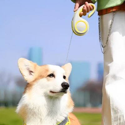 Laisse pour chien — rétractable corgi en promenade GlideLeash™