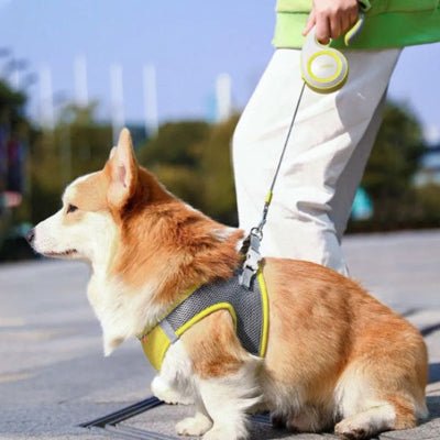 Laisse pour chien rétractable corgi assis en attente GlideLeash™