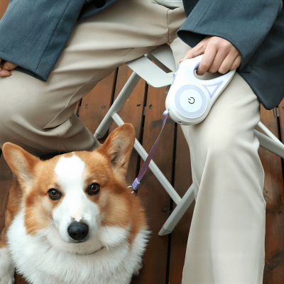 laisse pour chien led enrouleur vert, eclairage frontal pour sorties nocturnes LiteWalk™