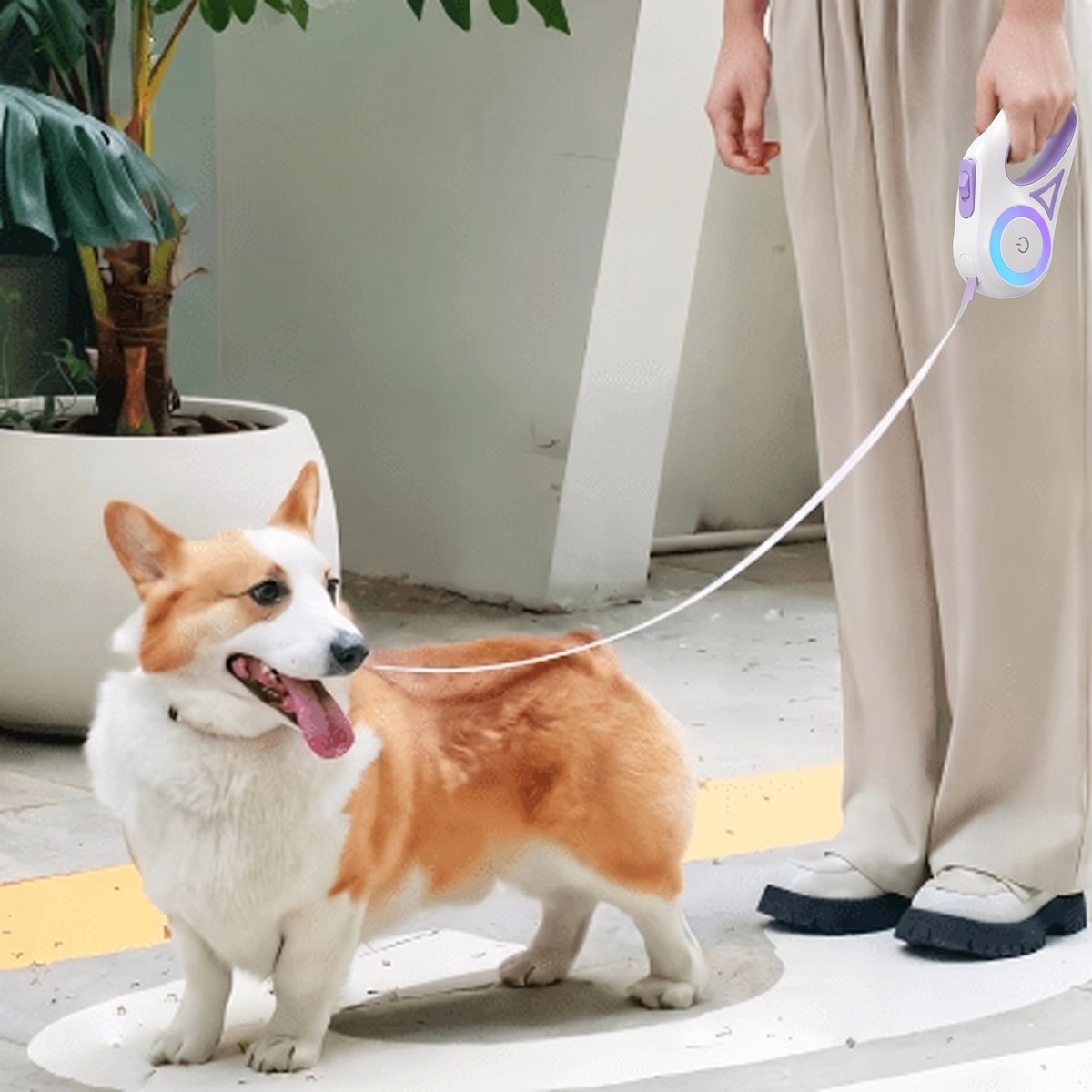 Laisse pour chien LiteWalk coloris violet, chien Corgi en laisse sur une terrasse, vue d'ensemble