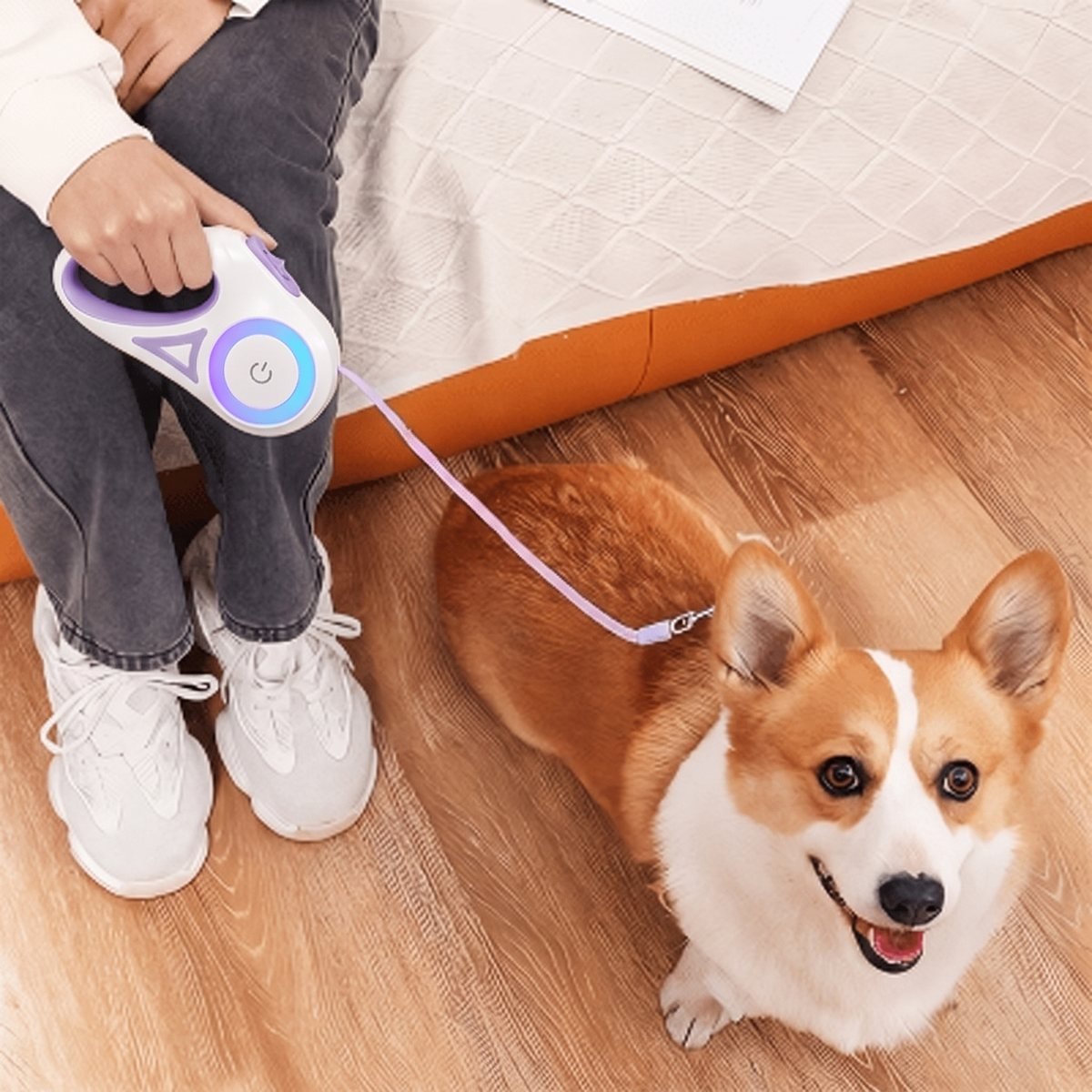 Laisse pour chien LiteWalk coloris violet, chien Corgi à l'intérieur, vue de dessus