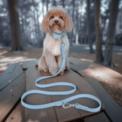 Laisse pour chien main libre multi taches ceinture confort amortisseur traction | multi - tâches - Chien store