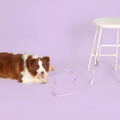 Laisse pour chien main libre multi taches amortisseur elastique securite et confort | multi - tâches - Chien store