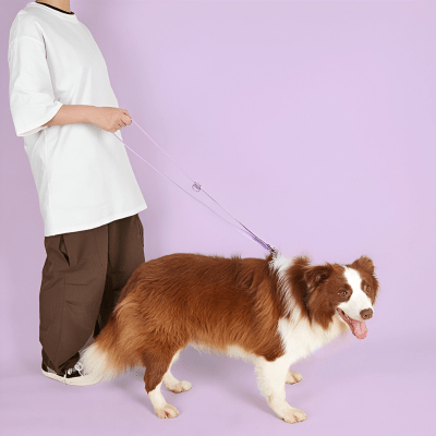 Laisse pour chien main libre  pour courir avec son chien confortablement| multi - tâches - Chien store