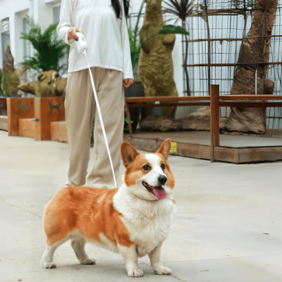 Laisse pour chien sangle retractable 5 m, liberte controlee - LiteWalk™ - Chien store