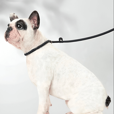 laisse pour chien en corde avec système anti traction sur chien assis CordaWalk