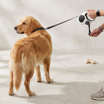 Golden Retriever calme tenu en laisse avec la laisse enrouleur 5m pour chien IronTrek, friandises en arrière-plan