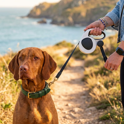 Vizsla au collier vert tenu avec la laisse enrouleur 5m pour chien IronTrek sur un sentier côtier