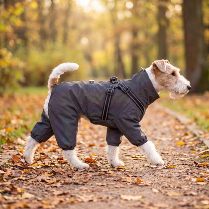 Fox terrier de profil en promenade sur un chemin de feuilles d'automne, portant un manteau irisé imperméable 4 pattes avec harnais