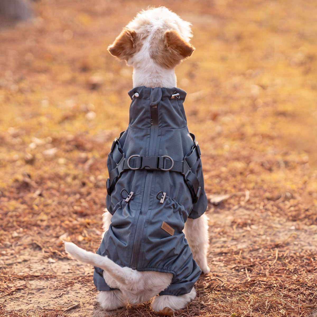 Fox terrier assis de dos dans un parc, portant un manteau irisé réfléchissant imperméable 4 pattes avec zip dorsal et harnais intégré à deux anneaux