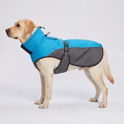 Labrador de profil sur fond de studio avec un manteau d'hiver bleu et gris