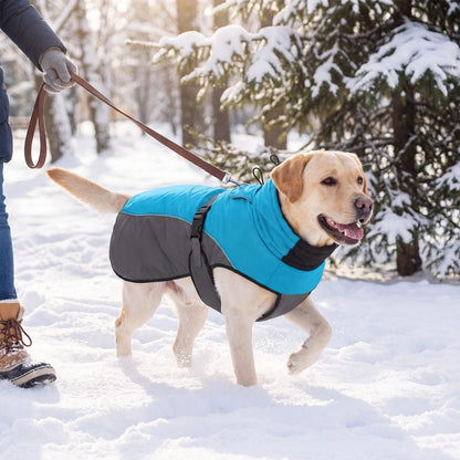 Labrador en balade tenu en laisse dans la neige avec un manteau d'hiver bleu et gris
