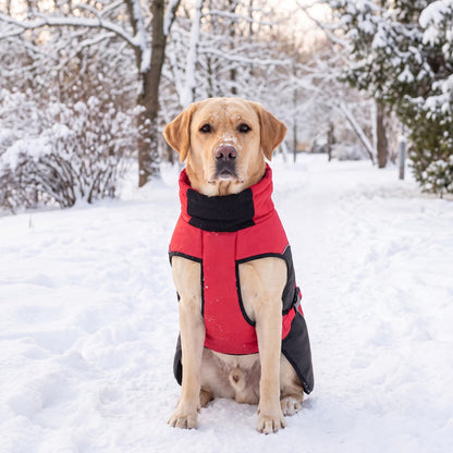 Labrador assis face caméra dans la neige avec un manteau d'hiver chaud pour chien rouge et noir
