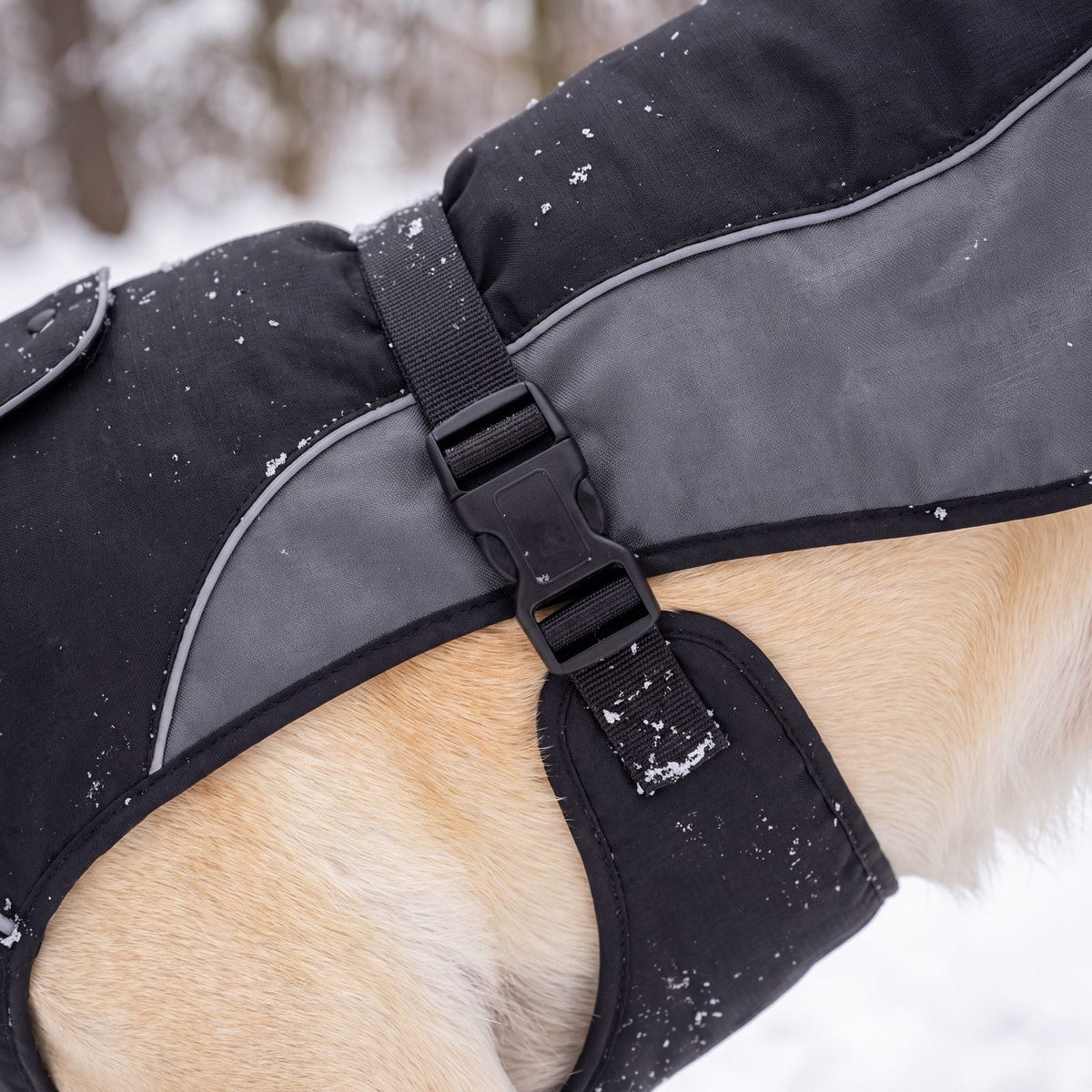 Boucle clip et sangle de ventre du manteau d'hiver chaud pour chien noir et gris, gros plan