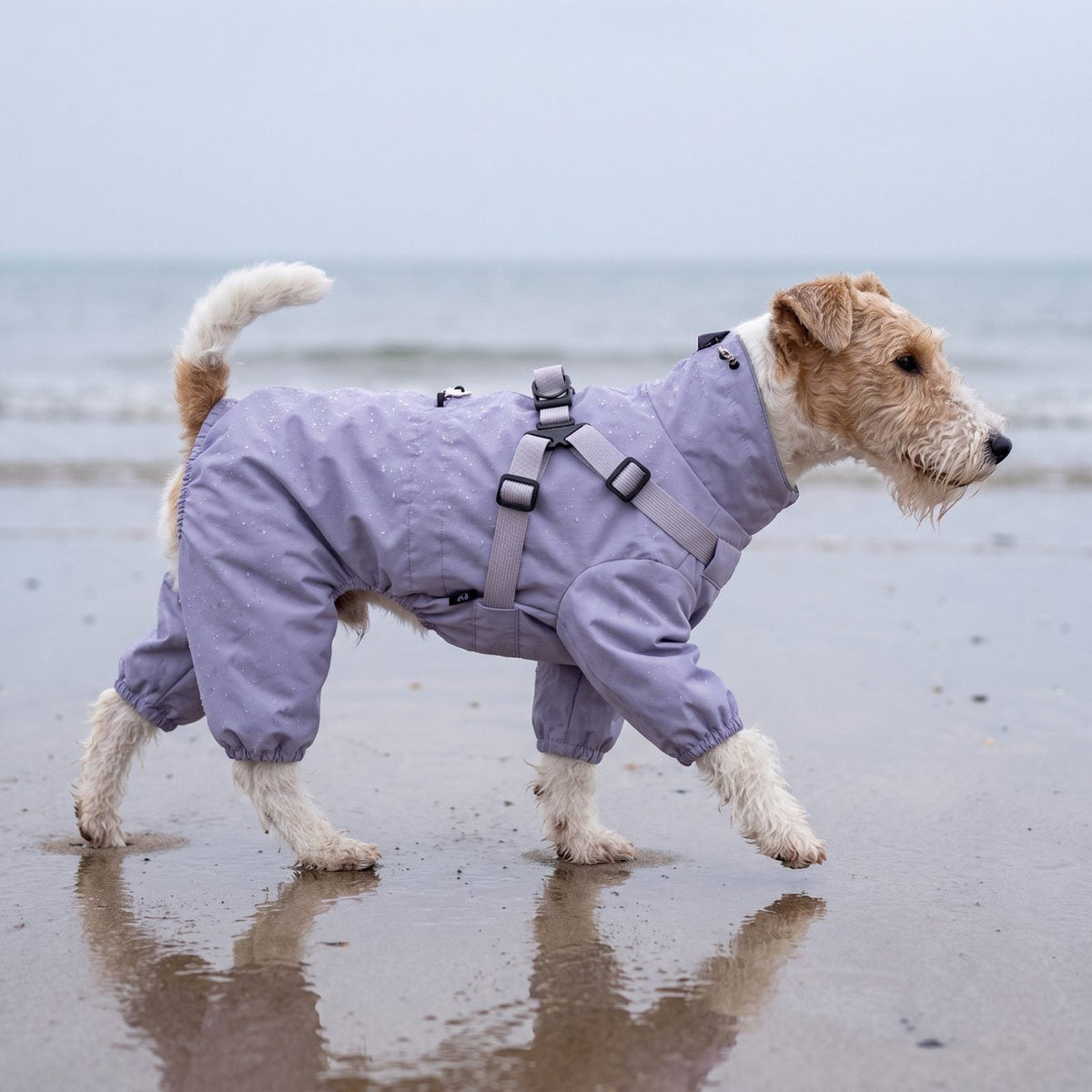 Fox terrier à poil dur marchant sur une plage avec un manteau lilas imperméable 4 pattes, vue de profil