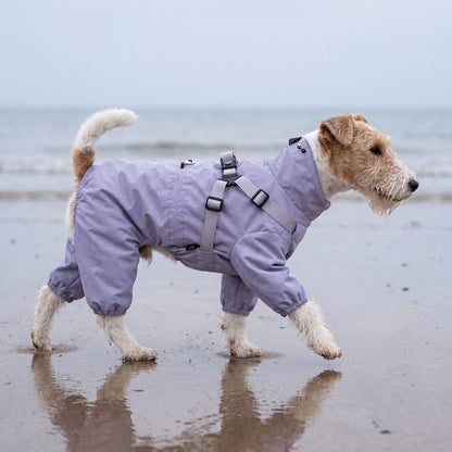 Fox terrier à poil dur marchant sur une plage avec un manteau lilas imperméable 4 pattes, vue de profil