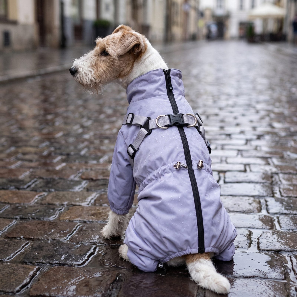 Fox terrier assis vu de dos sur des pavés mouillés, manteau lilas pour chien avec harnais intégré et fermeture zippée