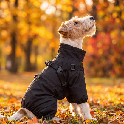 Fox terrier assis de profil regardant vers le haut, portant un manteau noir imperméable 4 pattes avec harnais intégré