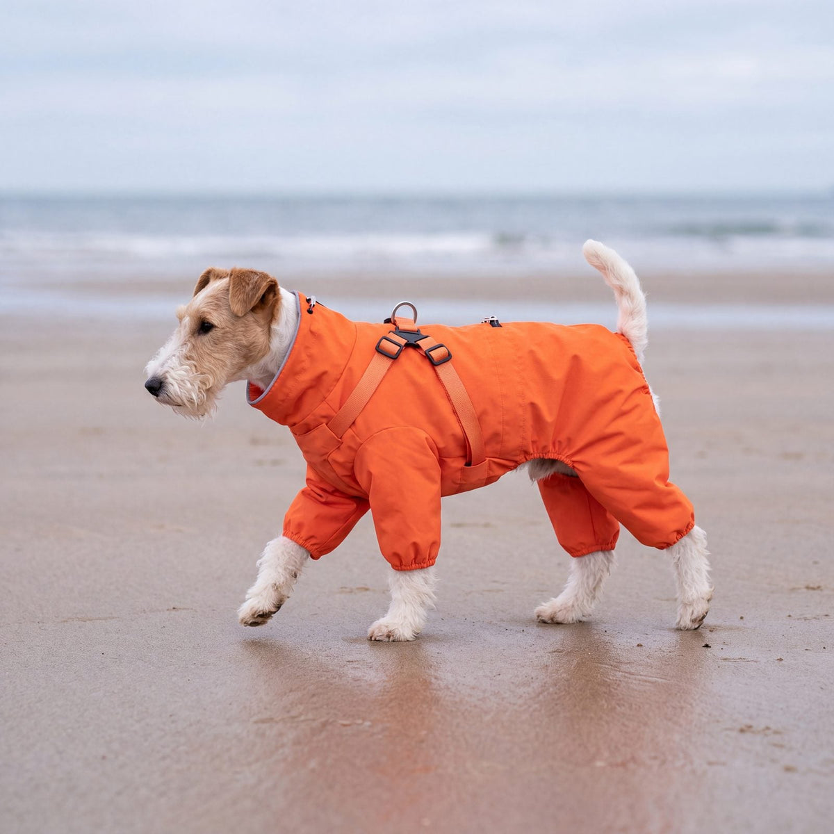 Fox terrier à poil dur marchant sur une plage avec un manteau orange imperméable 4 pattes, vue de profil
