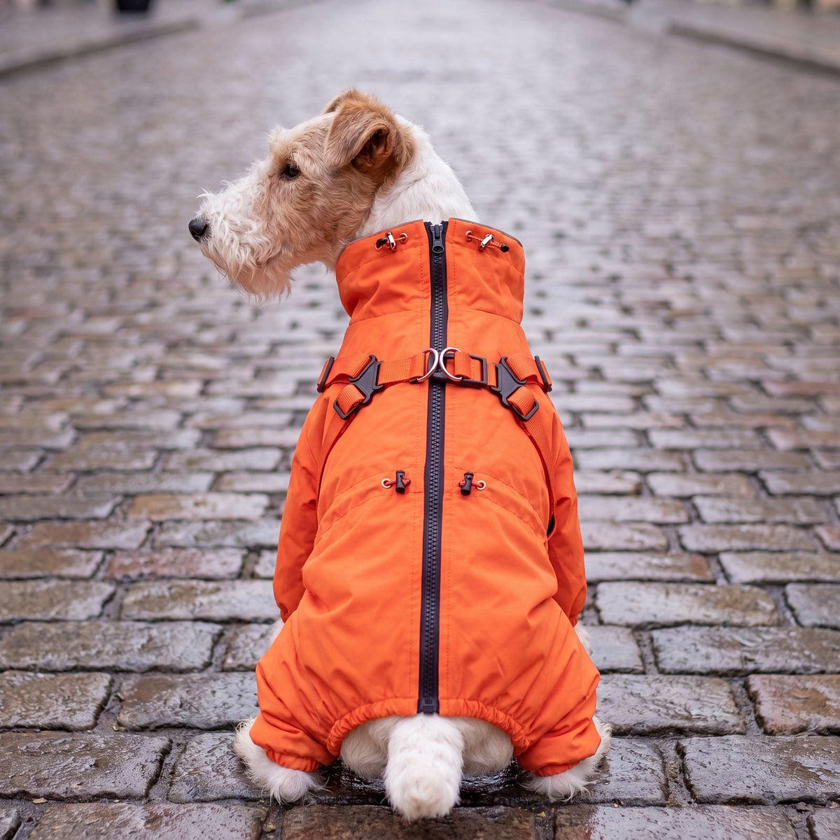 Fox terrier assis vu de dos dans une rue pavée, manteau orange pour chien avec harnais intégré et fermeture zippée