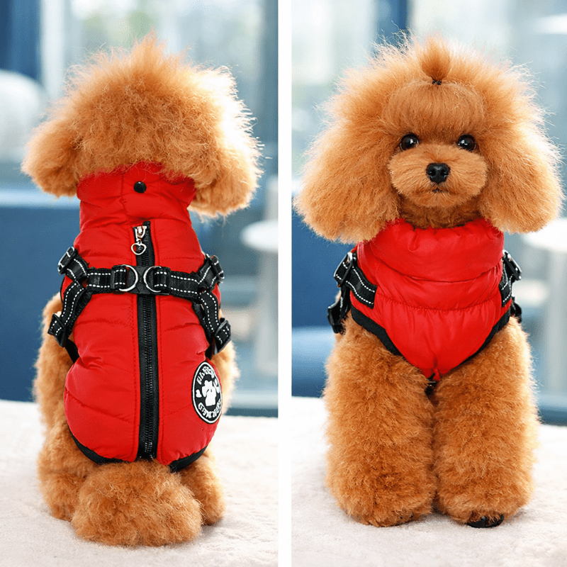 Harnais chien intégré à un manteau rouge porté par un caniche marron, vue arrière et vue avant, offrant maintien sécurisé et chaleur
