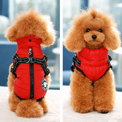 Harnais chien intégré à un manteau rouge porté par un caniche marron, vue arrière et vue avant, offrant maintien sécurisé et chaleur