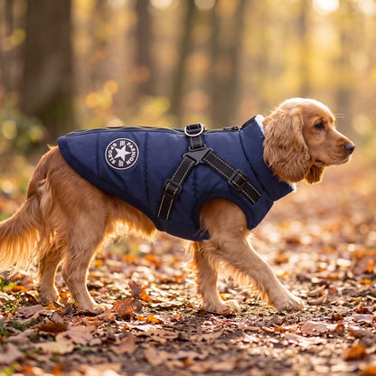 Cocker spaniel doré marchant sur un chemin de forêt d'automne avec un manteau pour chien doublé polaire bleu marine