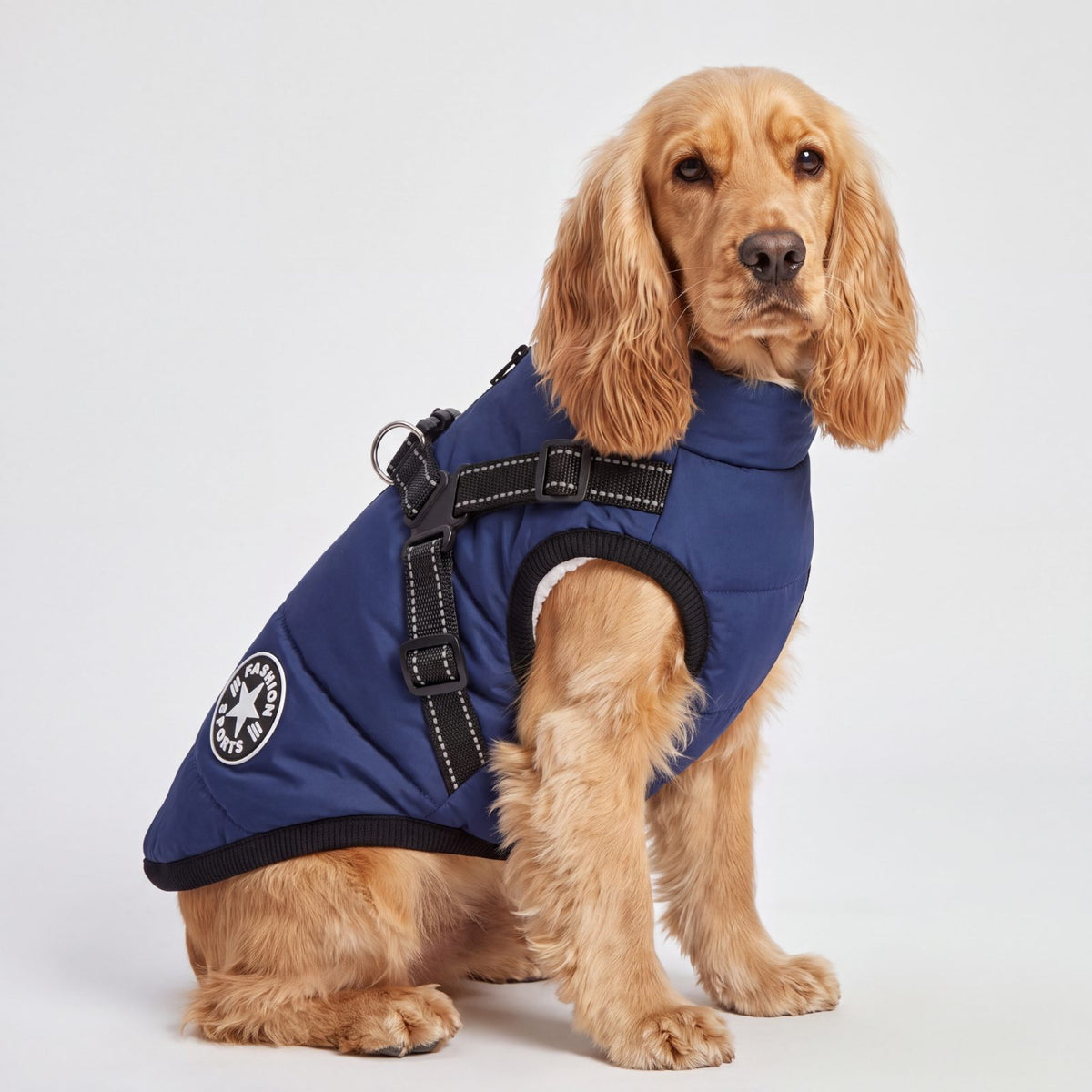Cocker spaniel doré assis de face en studio avec un manteau pour chien doublé polaire bleu marine et harnais intégré