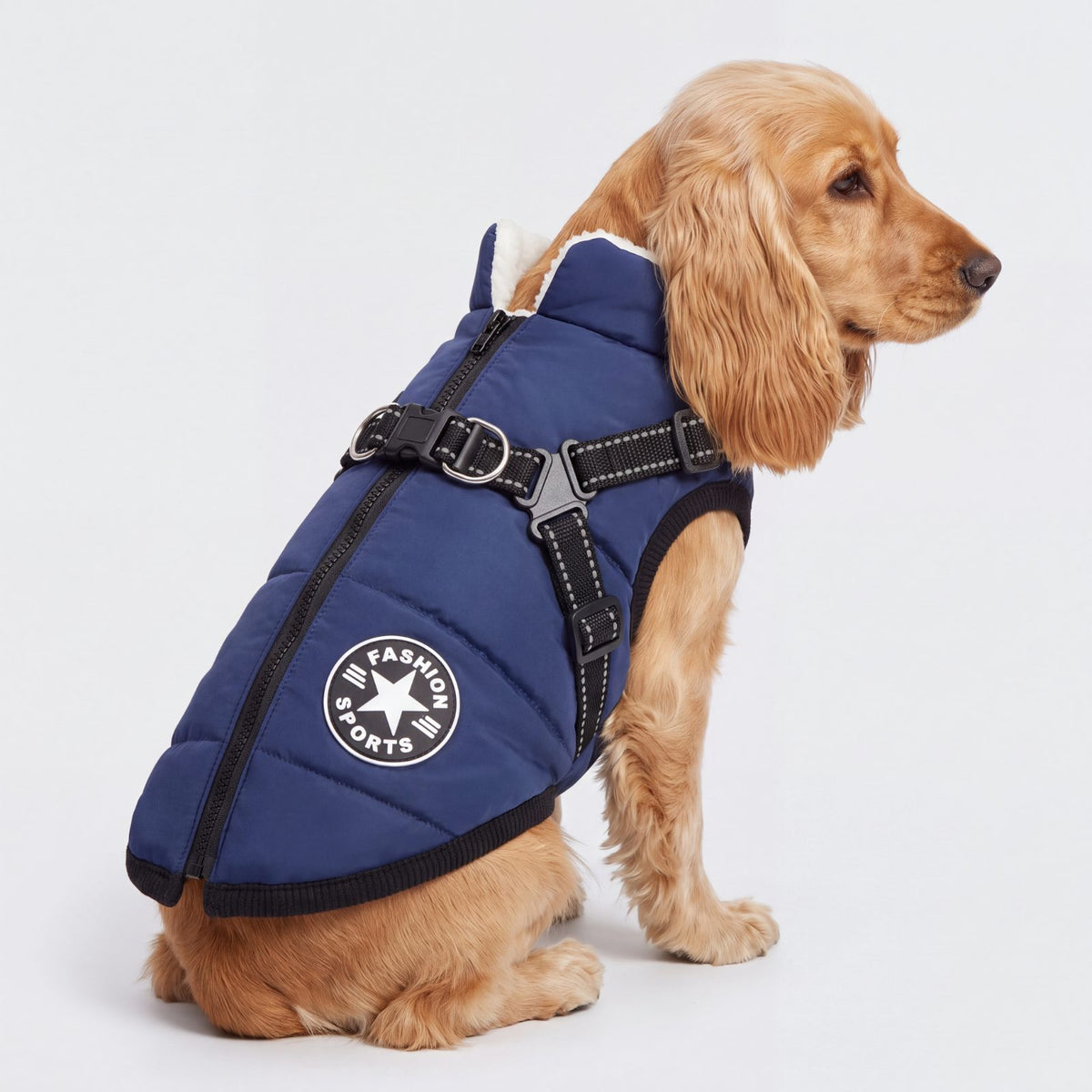 Cocker spaniel doré vu de trois quarts dos portant un manteau pour chien bleu marine avec harnais intégré et zip dorsal