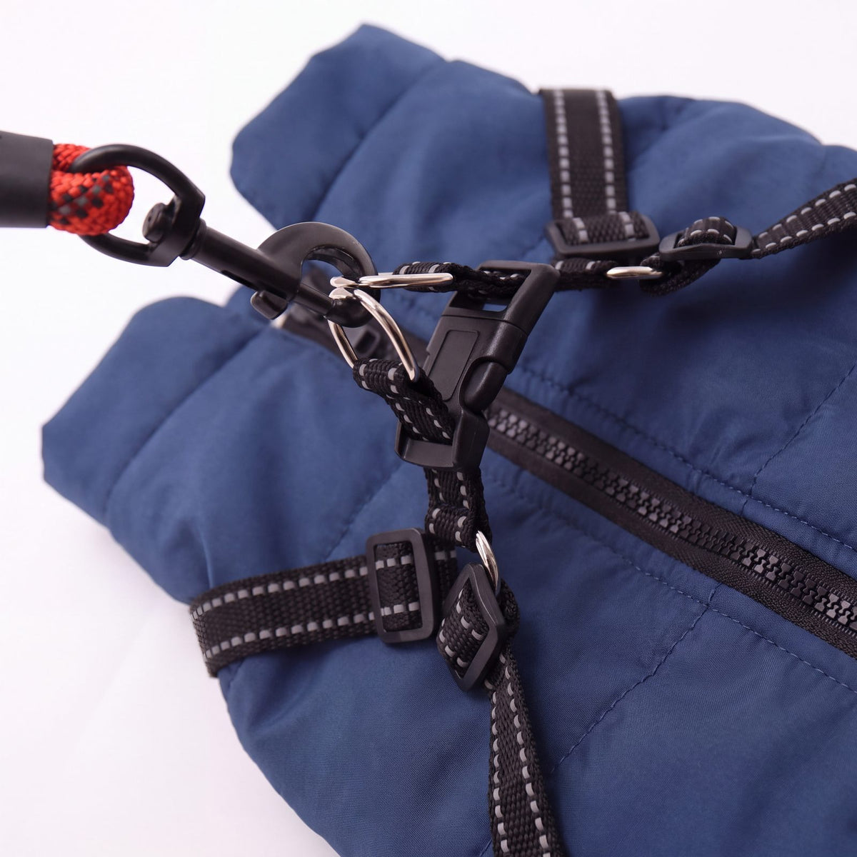Laisse accrochée à l'anneau en D du harnais intégré du manteau pour chien bleu marine, avec boucle clip noire