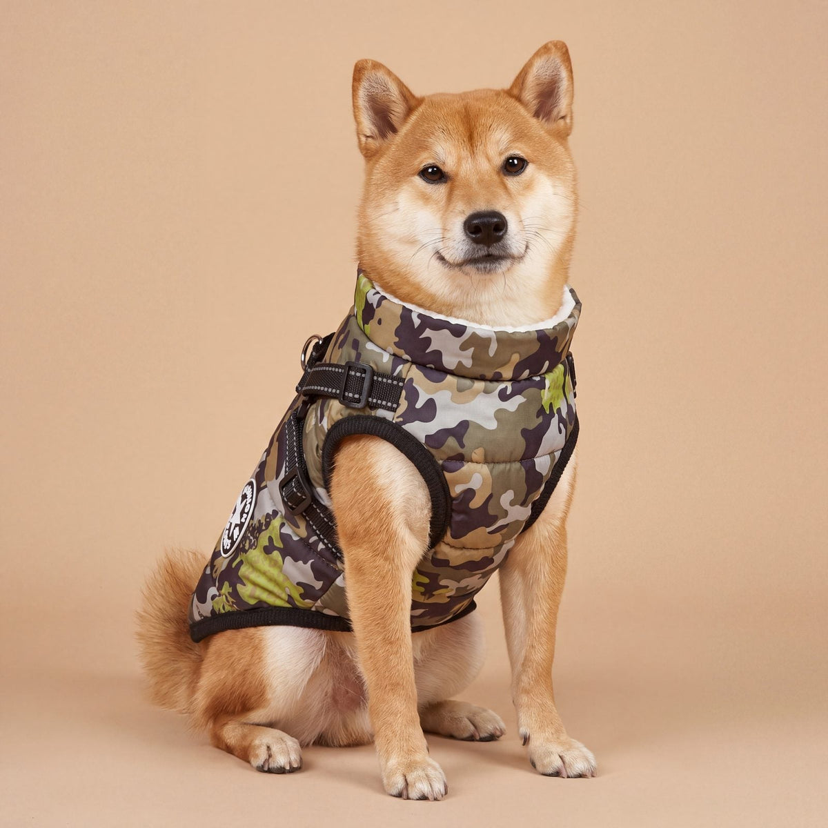 Chien shiba assis de face en studio portant un manteau camouflage doublé polaire avec harnais intégré