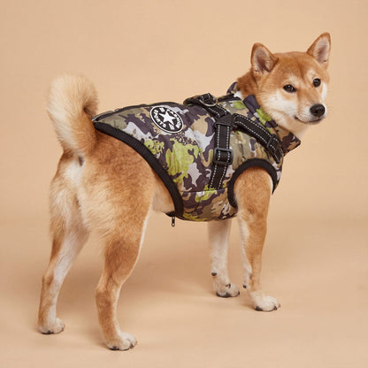 Chien shiba en studio vu de trois quarts dos avec un manteau camouflage et son harnais intégré