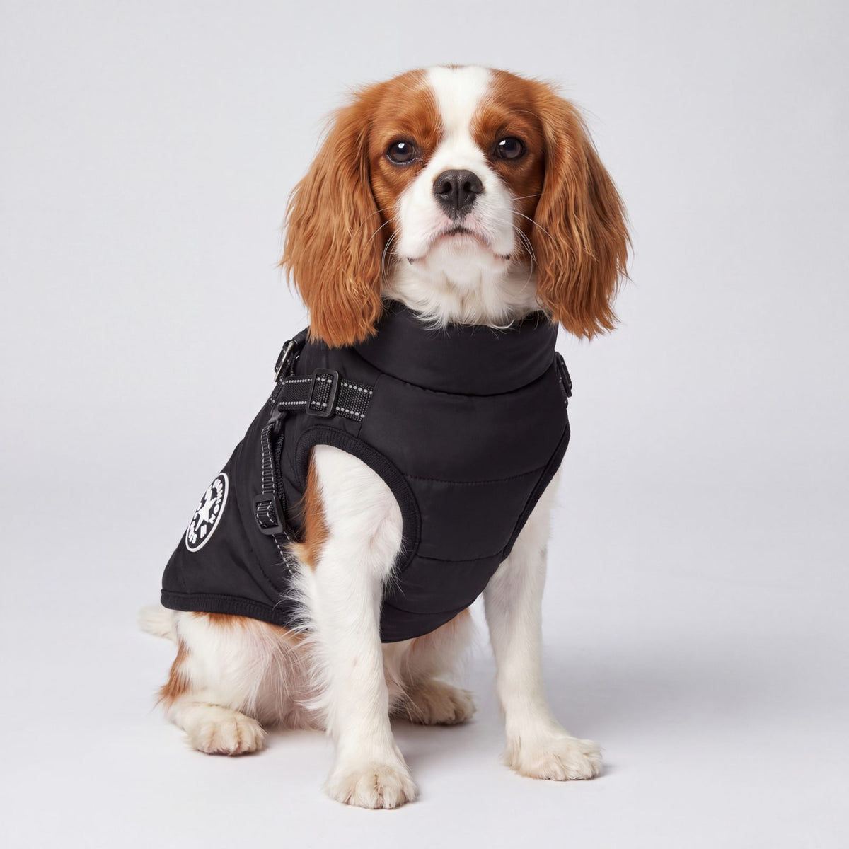 Chien assis de face avec un manteau noir doublé polaire et harnais intégré, fond studio