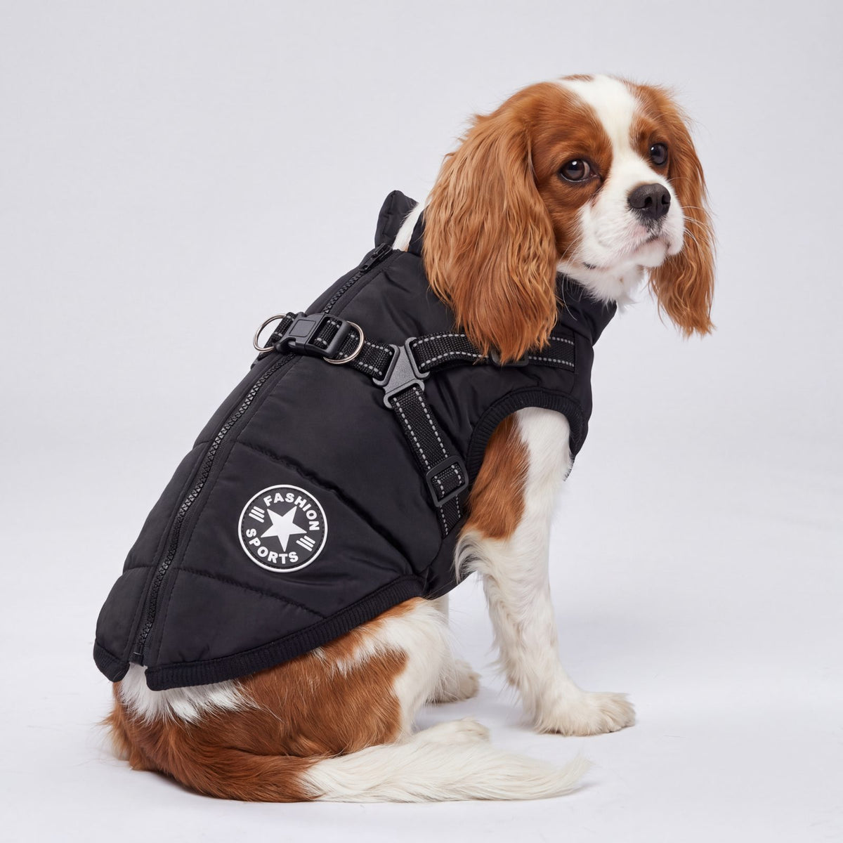 Chien de trois-quarts dos portant un manteau noir doublé polaire avec harnais intégré et écusson, fond studio