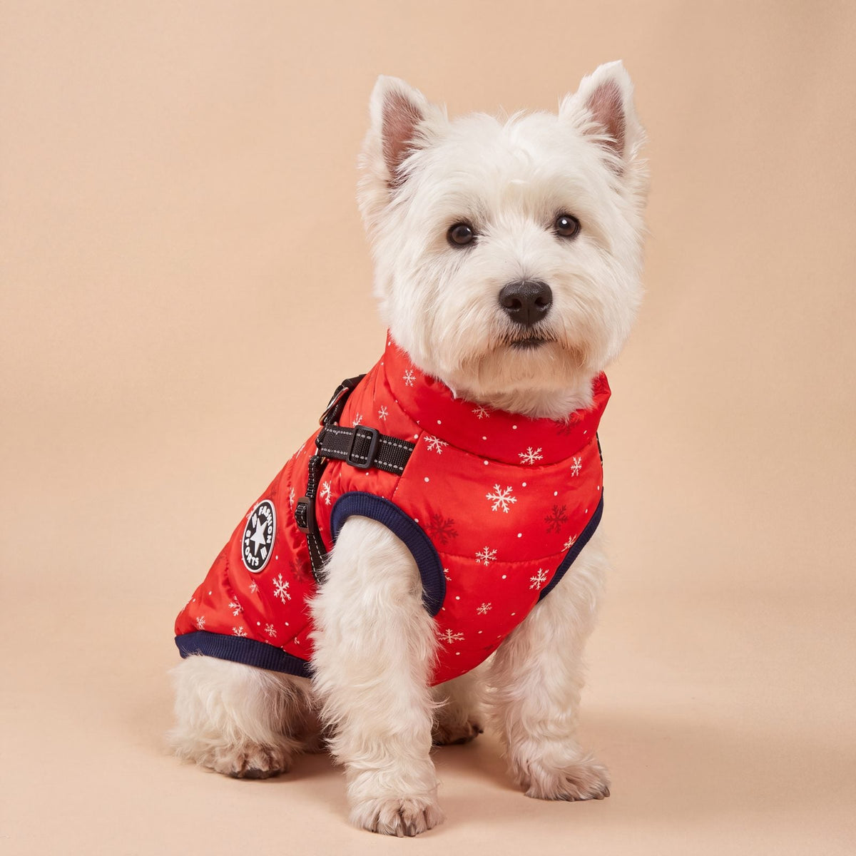 Westie assis de face portant le manteau rouge vif à flocons avec harnais intégré, fond beige